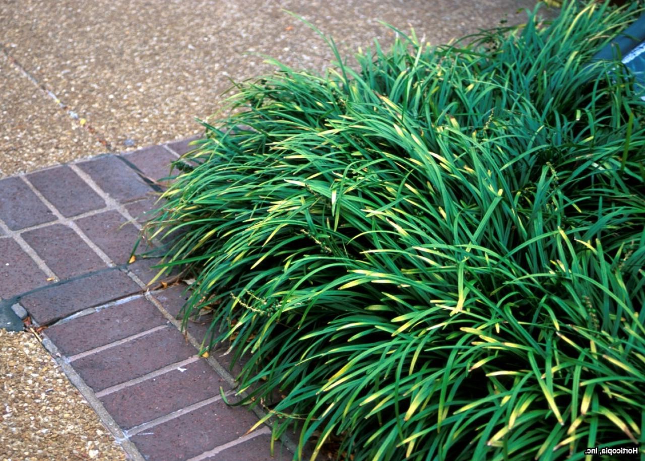 13 Types of Invasive Grasses in Lawns