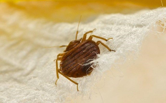 Everything You Know About Bedbugs Is A Lie