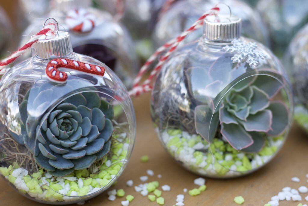 Unleash Your Inner Green Thumb: Holiday Succulent Crafting Ideas