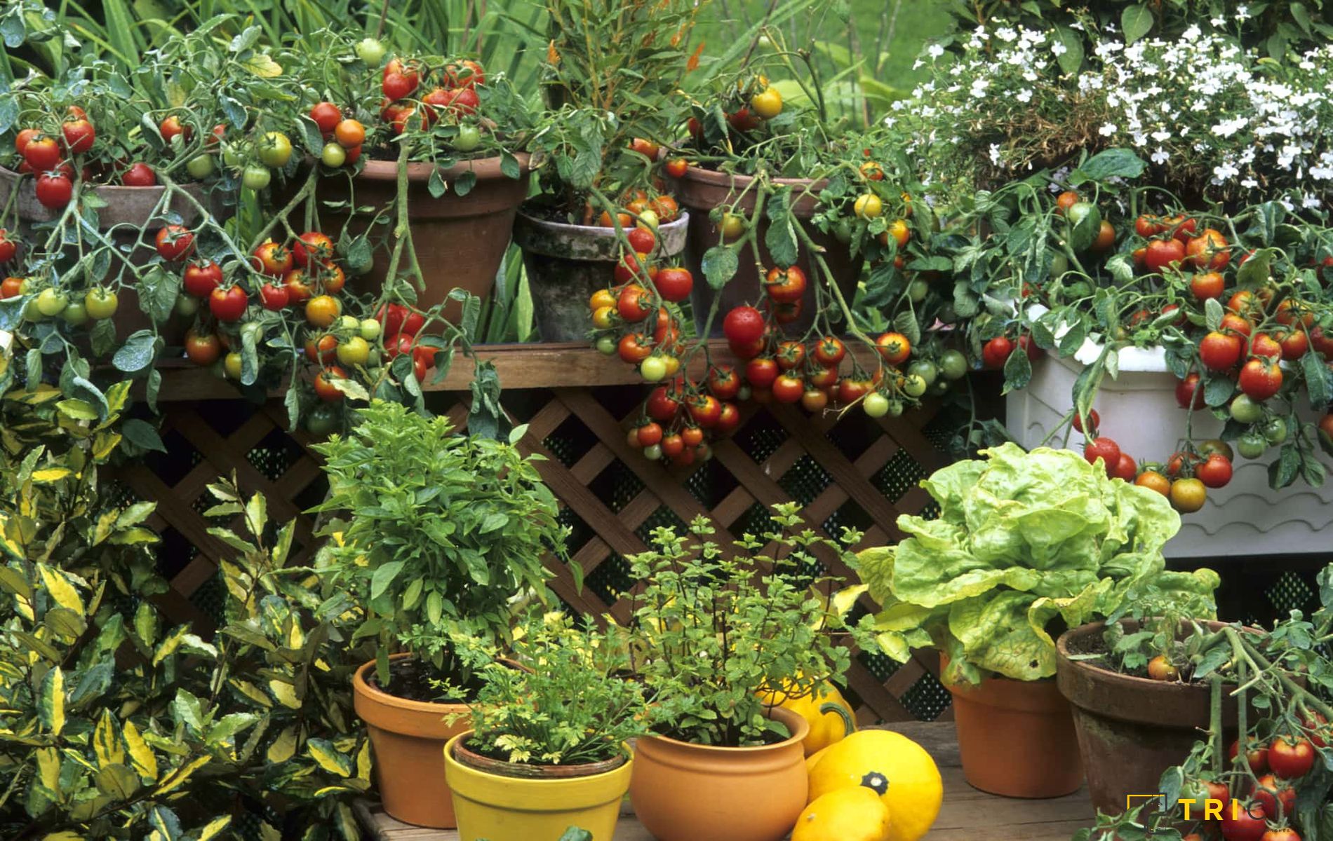 Small Garden Ideas to Maximize Space