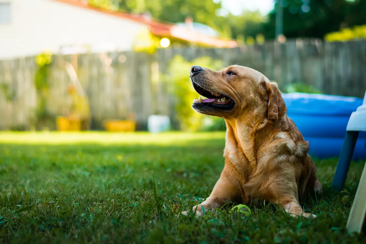 How to Create a Pet-Friendly Oasis in Your Yard