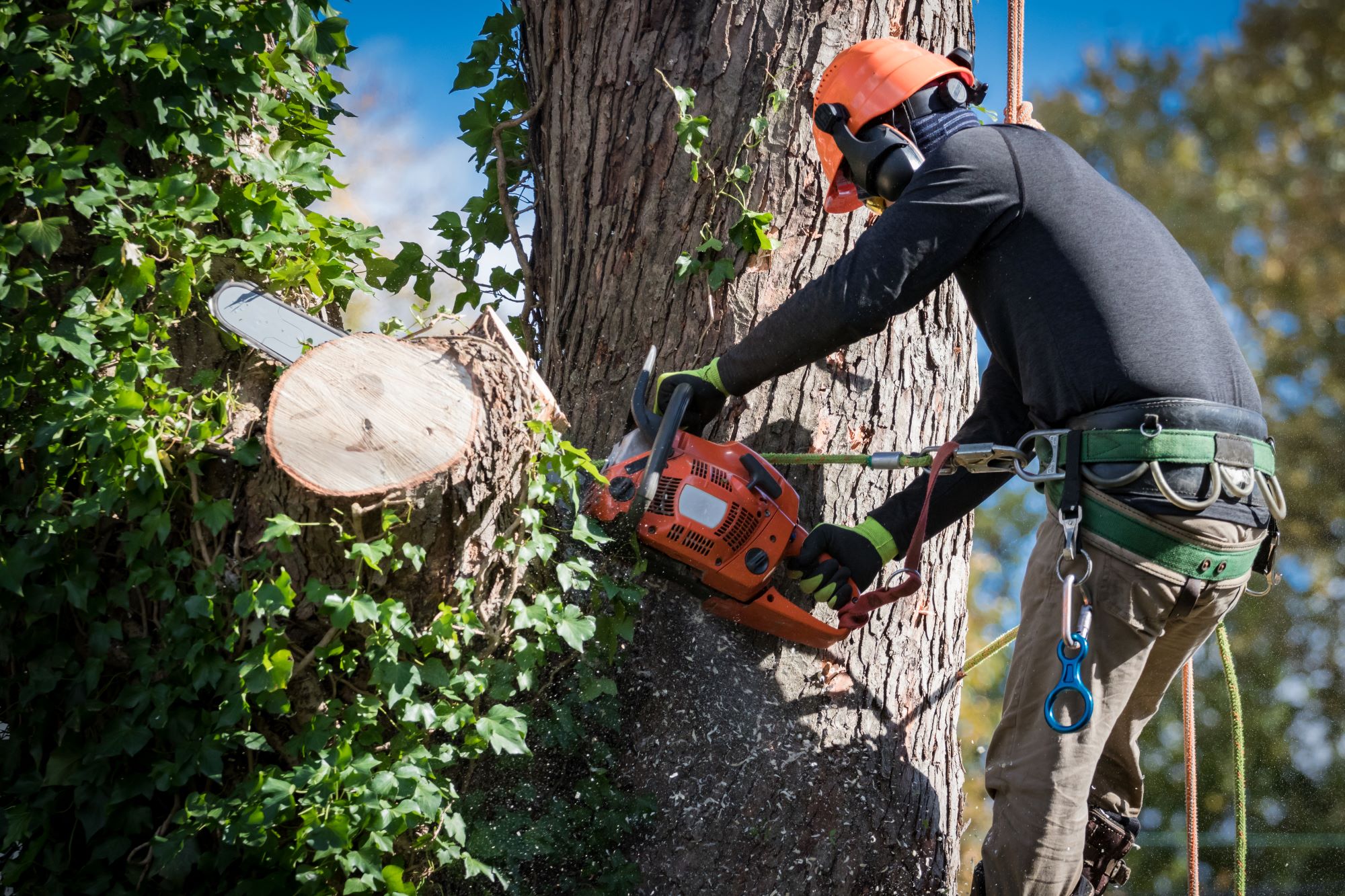 How Professional Tree Service Improves Your Home Value