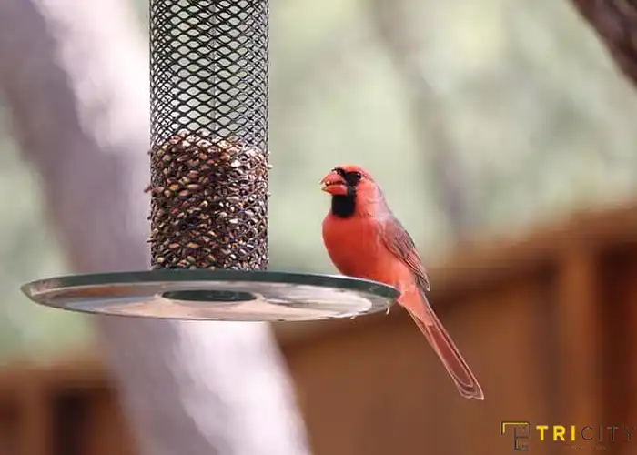 Essential Props and Accessories for Rooftop Bird-Feeding