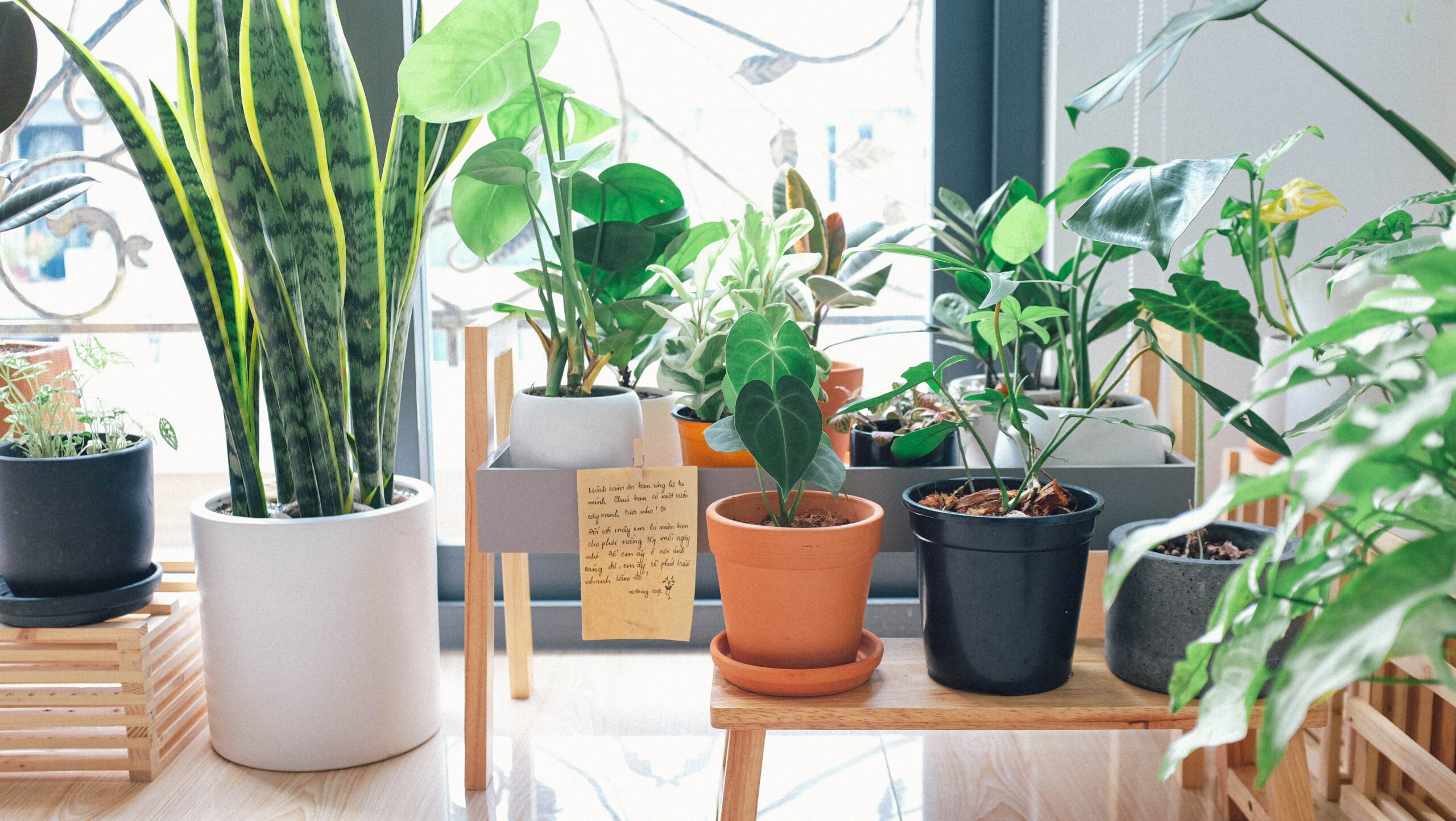 Top 9 Easiest Indoor Plants