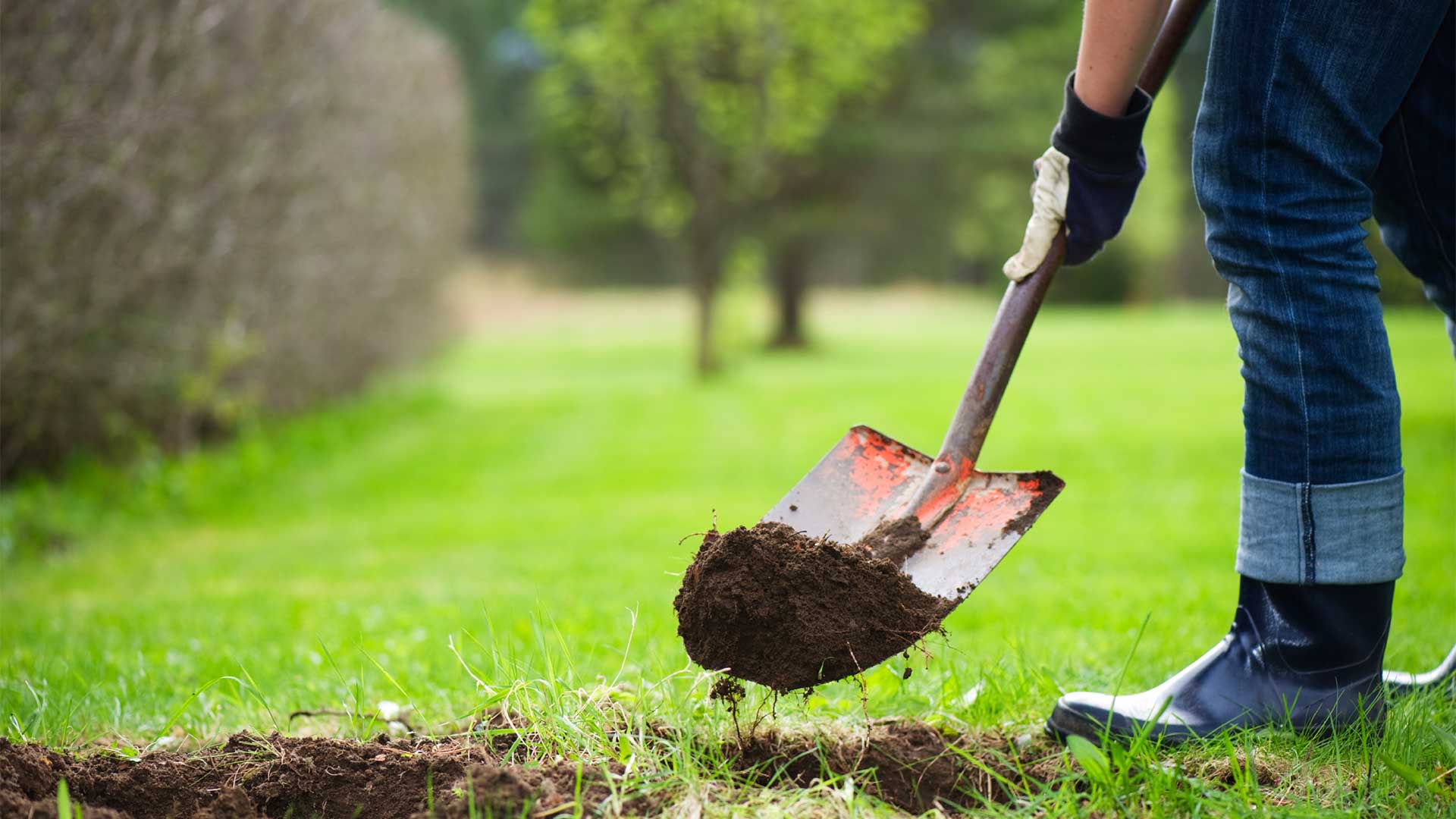 Why You Must Keep the Trees on Your Property As Healthy As Possible At All Times Of the Year